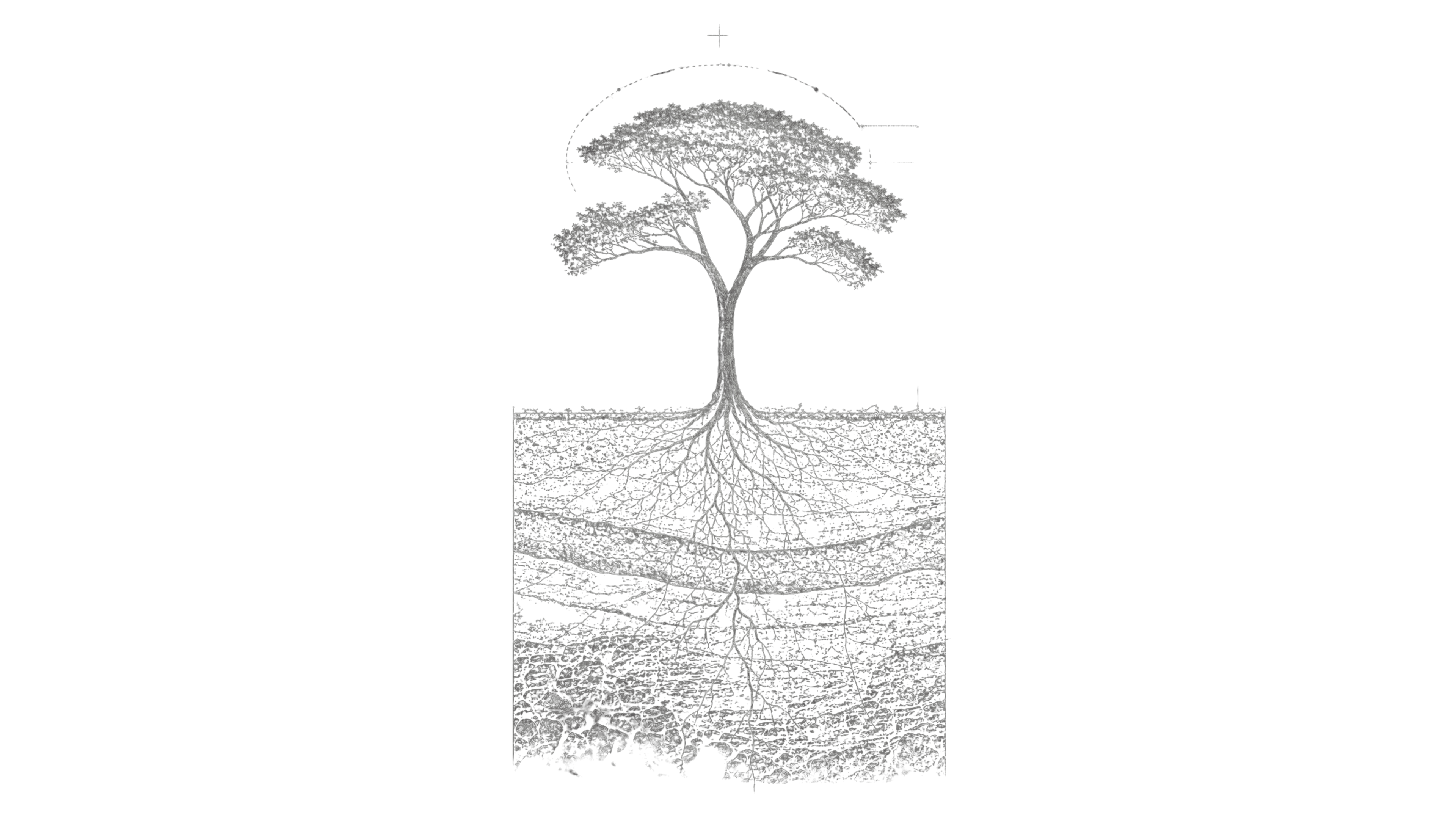 Cross-section study of the Iroko tree — canopy above ground, root system traced through topsoil, subsoil, sandstone, and bedrock
